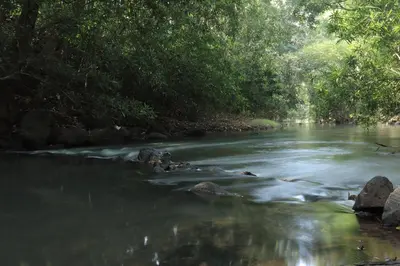 a river in the jungle with rocks and trees at Birdwing - Experiential Farmstay Resort by GoodEarth