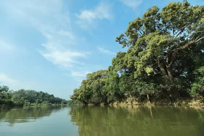 a tree on the bank of a river at DJ River Meadows Resort in Wayanad