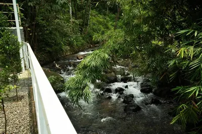 a river in the middle of a forest at Villa La Vista Homestay in Calicut