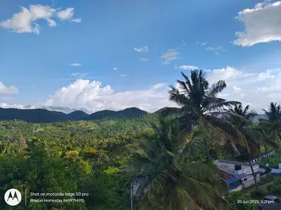 a palm tree in the middle of a forest at Bhasuri AC Room 1 in Agali