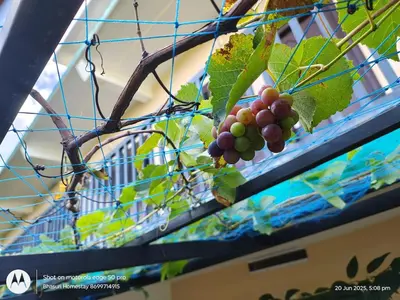 a bunch of grapes hanging from a cage at Bhasuri AC Room 1 in Agali