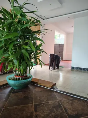 a potted plant in a room with a elephant in the background at North star in Mysore