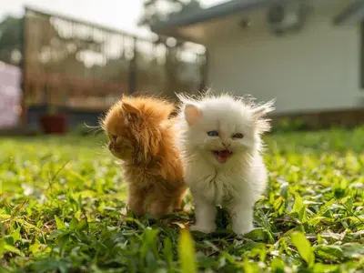 two kittens standing next to each other in the grass at The Hosteller Bam Coorg in Madikeri