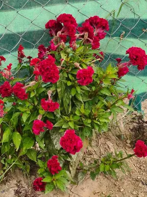 a bunch of red flowers in front of a fence at Kanthalloor Mud & Mist Homestay in Kanthalloor