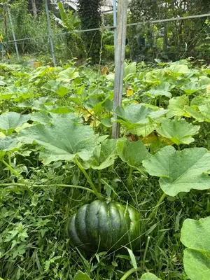 a large green pumpkin growing in a garden at Nanavu Farmhouse in Māla