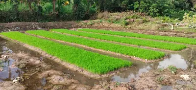 a field of green crops in a muddy field at Nanavu Farmhouse in Māla