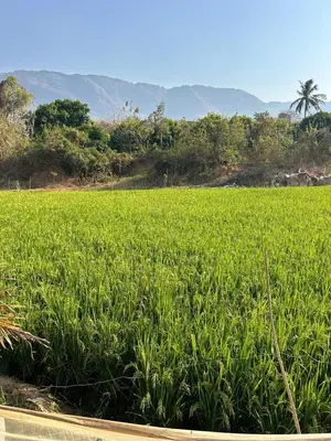 a field of green grass with a palm tree in the background at Tharissu potta farm stay in Kollengode