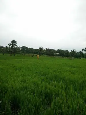 a cow standing in a field of green grass at Tharissu potta farm stay in Kollengode