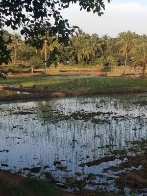 a body of water with palm trees in the background at Tharissu potta farm stay in Kollengode
