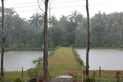a pond in the middle of a forest with palm trees at Aquatica by bough'n villa in Kenichira