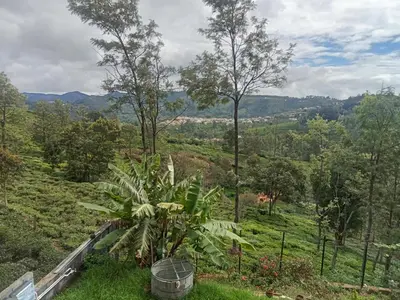 a view of a lush green field with a plant at Cherry Blossom in Kotagiri