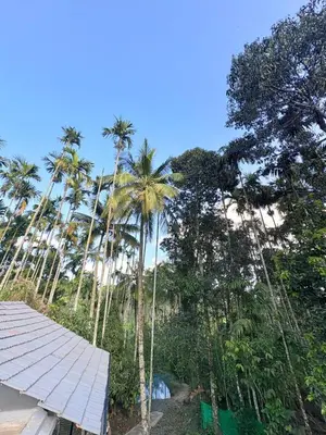 a group of palm trees in front of a building at sahara dua jungle farmstay in Wayanad