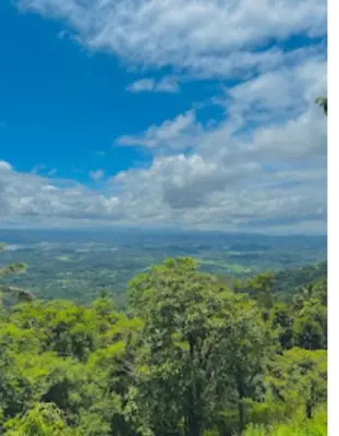 a view of a forest of trees on a hill at Cybele Hill Resort in Kalpetta