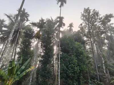 a group of palm trees in a rainforest at Resonanace Homestay Nature Stay in Wayanad in Pulpally