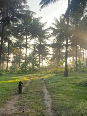 a dog sitting on a dirt road near palm trees at Nirvana Private Villa in Kushālnagar
