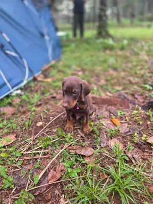 a small brown puppy sitting in front of a tent at The Kadu in Tāzhekkod