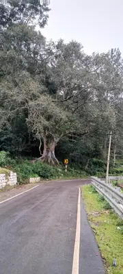 a road with a tree on the side of the road at Varshini home stay in Kotagiri