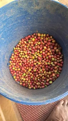 a bowl filled with lots of red and green tomatoes at Aura Eco Friendly Resort in Sultan Bathery
