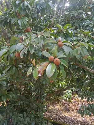 a tree with lots of leaves and fruit on it at Winter Valley Home Stay in Vythiri