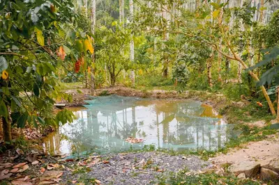 a small pond in the middle of a forest at Dua farms in Sultan Bathery