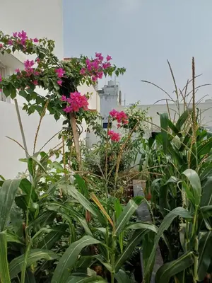 a garden with pink flowers in front of a building at AR Homes in Coimbatore