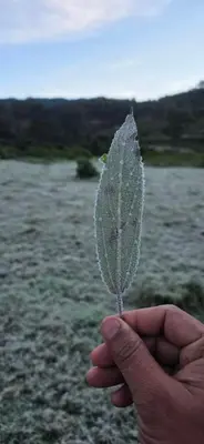 a person holding a leaf in a field at Bluehood WildScape in Vattavada