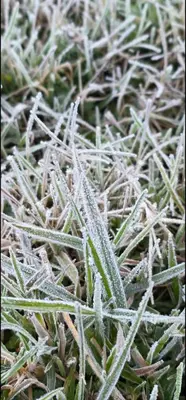 a close up of grass with frost on it at Bluehood WildScape in Vattavada