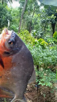 a large fish is looking up at the camera at Morning mist holidays Thusharagiri in Vallikavungal