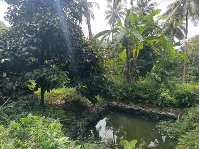 a pond in the middle of a forest with palm trees at Morning mist holidays Thusharagiri in Vallikavungal