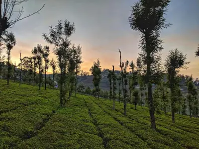 a row of trees in a field at sunset at LMS Palve Sugavasam in Ooty