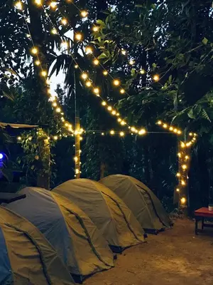 two tents are set up under a tree with lights at Happy Feet Wayanad in Vaduvanchal