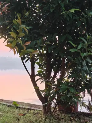 two trees sitting next to each other in a field at Retreat Rivera where Serenity Meets the River in Green Island