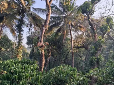 a group of palm trees in a forest at Coffee Courtyard - Boutique Estate Retreat, Coorg in Kurchi