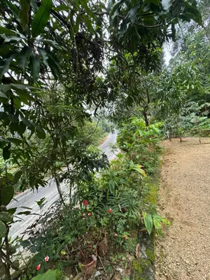 a group of trees with a road in the background at rivers edge homestay in Viripara