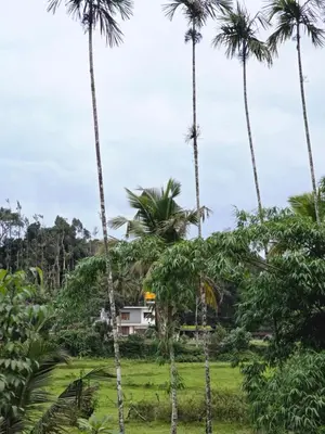 a house in the middle of palm trees at Anishanchala in Madikeri