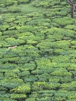 an overhead view of a field of green plants at Lush Green View Cottage 3BH in Ooty
