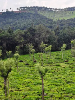 a field of tea plantations with trees in the background at Lush Green View Cottage 3BH in Ooty
