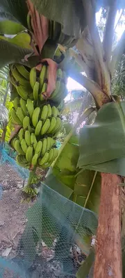 a bunch of bananas hanging from a banana tree at Sthala Organic Farm Stay in Nallepilli