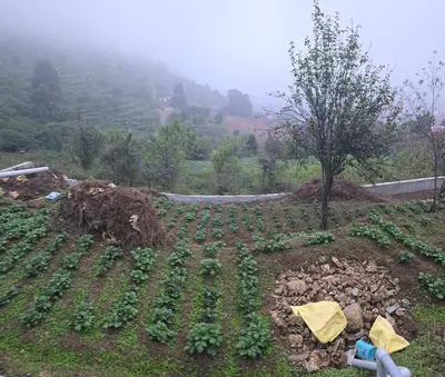 a field of crops on the side of a road at The Brook by Turquoise Villas in Kodaikānāl
