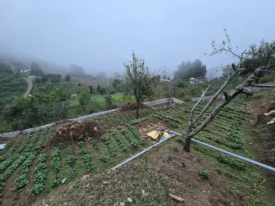 a field of crops on a hill with a tree at The Brook by Turquoise Villas in Kodaikānāl