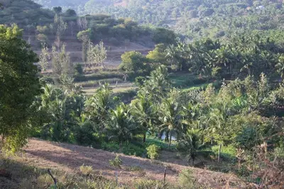 an aerial view of a forest of palm trees at Tranquilandia in Varagampadi