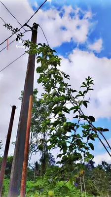 a plant next to a pole with a power line at Zonooro Homestay Vythiri in Vythiri