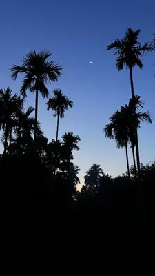 a group of palm trees against a blue sky at Grand Glorious Resort in Padinjarathara