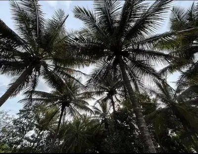 two palm trees with the sky in the background at NATUREs LAP FARM STAY Mysore in Mysore