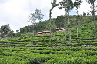 a large tea plantation on a hill with houses at Hanging Huts Resorts in Kotagiri