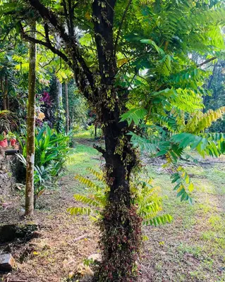 a tree with lots of plants growing on it at HARSHAM Eco Village in Puthuppādi