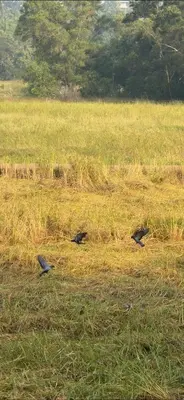 two birds sitting in the grass in a field at Moksha Farm Stay in Edappāl