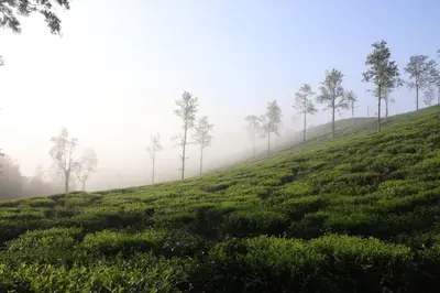 a tea plantation on a misty hill with trees at Cinnamon Trails plantation bungalow in Kalpetta
