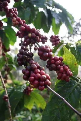 a bunch of red grapes hanging from a tree at Cinnamon Trails plantation bungalow in Kalpetta