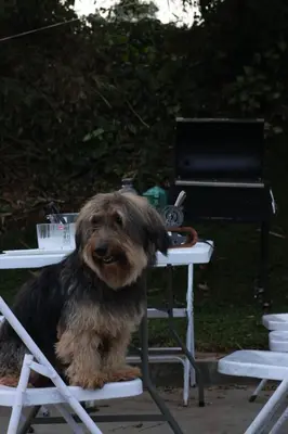 a dog sitting in a chair next to a table at Cinnamon Trails plantation bungalow in Kalpetta